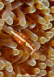 found in Lembeh; D200 by Thomas Lueken 